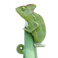 Chameleon lizard Reptile isolated background Royalty Free Stock Photo