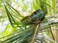 Chameleon in a palm tree Royalty Free Stock Photo