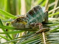 Chameleon in a palm tree Royalty Free Stock Photo