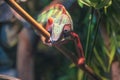 Chameleon climbing towards