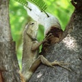 Chameleon climbing a tree