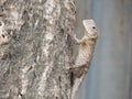 The chameleon climbing on tree in the garden.