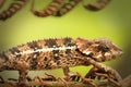 Chameleon close-up, Madagascar