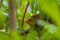 Chameleon close up shot