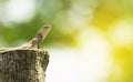 The chameleon close-up, animal in wild