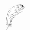 chameleon coloringdrawing illustration white background