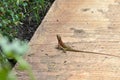 Chameleon on concrete facing to the garden