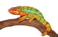 Chameleon crawling isolated on white background Royalty Free Stock Photo