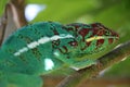 Chameleon cute lizard iguana on a branch