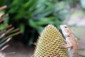 Chameleon on the Cycas palm. Royalty Free Stock Photo