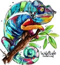 Chameleon drawing Royalty Free Stock Photo