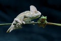 Chameleon with dumpy frog, frog, tree frog, Royalty Free Stock Photo