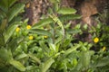 Chameleon in Ella, Sri Lanka