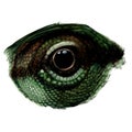 Chameleon eye close-up in profile Royalty Free Stock Photo