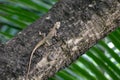 A chameleon family: chameleonidi sits on a small branch of a tree looking for food