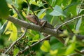 A chameleon family: chameleonidi sits on a small branch of a tree looking for food