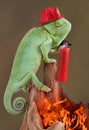 Chameleon firefighter Royalty Free Stock Photo