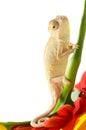 Chameleon on flower. Royalty Free Stock Photo