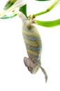 Chameleon on flower. Royalty Free Stock Photo