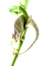 Chameleon on flower. Royalty Free Stock Photo
