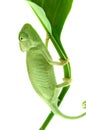 Chameleon on flower. Royalty Free Stock Photo