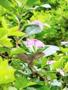 Chameleon on the flowering plant. Hidden chameleon.