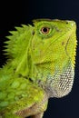 Chameleon forest agama / Gonocephalus chamaeleontinus