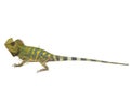 Chameleon forest dragon / Gonocephalus chamaeleontinus isolated on white Royalty Free Stock Photo