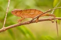 Chameleon in the forest habitat, wide angle lens. Parson`s chameleon, Calumma parsonii lizard family Chamaeleonidae, Andasibe Royalty Free Stock Photo