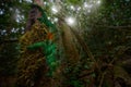 Chameleon in the forest habitat, wide angle lens. Parson\'s chameleon, Calumma parsonii lizard Andasibe