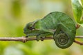 Chameleon - Furcifer bifidus Royalty Free Stock Photo