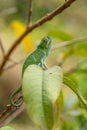 Chameleon - Furcifer bifidus Royalty Free Stock Photo