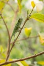 Chameleon - Furcifer bifidus Royalty Free Stock Photo