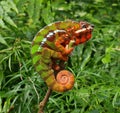 Chameleon - Furcifer Pardalis Royalty Free Stock Photo