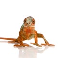 Chameleon Furcifer Pardalis Royalty Free Stock Photo