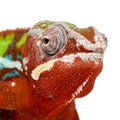 Chameleon Furcifer Pardalis - Ambilobe (18 months)