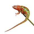 Chameleon Furcifer Pardalis - Ambilobe (18 months) Royalty Free Stock Photo