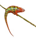 Chameleon Furcifer Pardalis - Ambilobe (18 months)