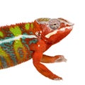 Chameleon Furcifer Pardalis - Ambilobe (18 months)