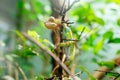 Chameleon Furcifer pardalis Ambilobe, panther chameleon jon a tree