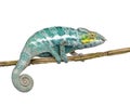 Chameleon Furcifer Pardalis - Nosy Faly