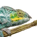 Chameleon Furcifer Pardalis - Nosy Faly Royalty Free Stock Photo