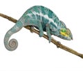 Chameleon Furcifer Pardalis - Nosy Faly Royalty Free Stock Photo