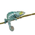 Chameleon Furcifer Pardalis - Nosy Faly Royalty Free Stock Photo