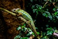 A chameleon, Furcifer pardalis, rests on a branch at sunset