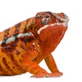 Chameleon Furcifer Pardalis - Sambava (2 years) Royalty Free Stock Photo