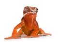 Chameleon Furcifer Pardalis - Sambava (2 years) Royalty Free Stock Photo