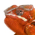 Chameleon Furcifer Pardalis - Sambava (2 years) Royalty Free Stock Photo