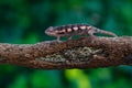 Chameleon Furcifer pardalis sitting on the branch in forest habitat. Exotic beautiful endemic green reptile with long tail from Ma