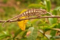 Chameleon Furcifer pardalis sitting on the tree branch in the nature habitat, Ranomafana NP. Endemic Lizard from Madagascar.